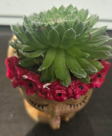 small idoor plant