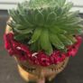 small idoor plant Image 2