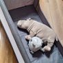 Miniture Sleep Easy Travel Cot Image 3