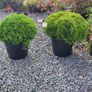 Strong Lavender Hidecote in 3 litre pot Image 4