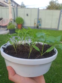 Piri Piri 15 plants