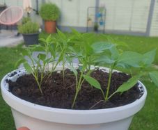 Piri Piri 15 plants
