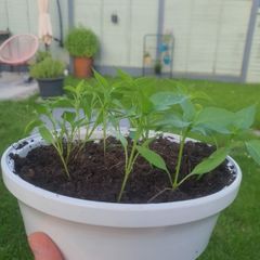 Piri Piri 15 plants