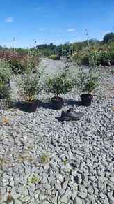 Corral Berry Hedging 3 litre pot just 5 euro