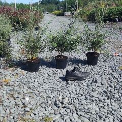 Corral Berry Hedging 3 litre pot just 5 euro