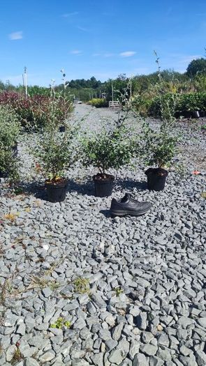 Corral Berry Hedging 3 litre pot just 5 euro