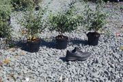 Corral Berry Hedging 3 litre pot just 5 euro