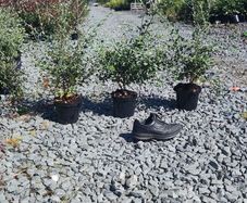 Corral Berry Hedging 3 litre pot just 5 euro