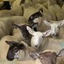 Fully Organic Speckled Face Ewe Lambs Image 3