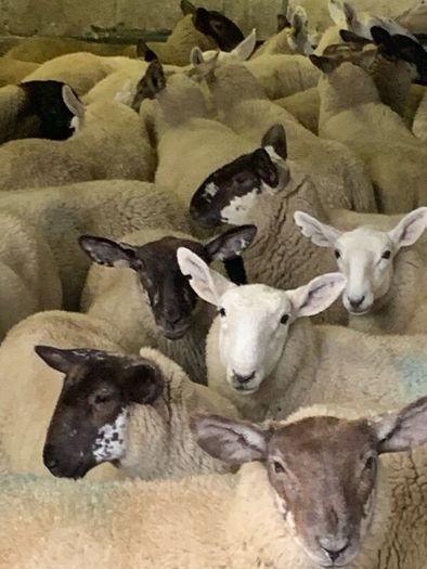 Fully Organic Speckled Face Ewe Lambs
