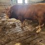 Bull Image 4
