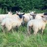 Cheviot Ewe Lambs Image 8