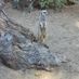 LavaMike