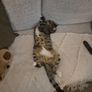 cat Image 2