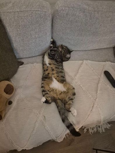 cat