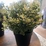 3 Decorative House Plants Image 3