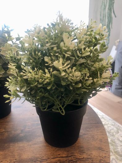 3 Decorative House Plants