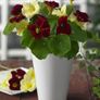 Variety of Nasturtium seeds from 1euro Image 7
