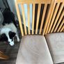 Dining Chairs Image 2