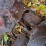 Lely mower optimo 205 Image 3