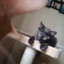 Cat and kitten Image 5