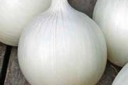 (O) Onion White Agostana seeds 5g (604937)
