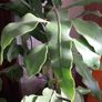 Epiphyllum oxypetalum Queen of the Night Image 2