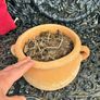 plant pot Image 2