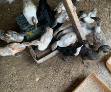 poultry