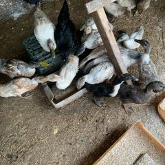 poultry