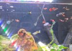 Tropical fish - guppies and endler's guppies