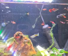 Tropical fish - guppies and endler's guppies