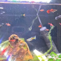 Tropical fish - guppies and endler's guppies