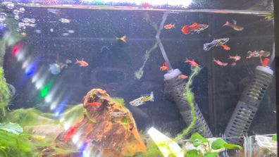 Tropical fish - guppies and endler's guppies