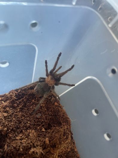 Golden Red Rump Tarantula Reptiles for adoption in Dublin 15, Dublin ...