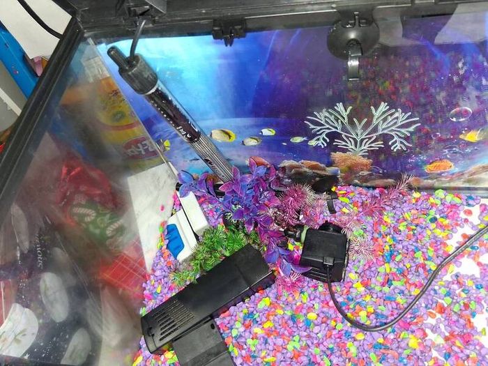 fish tank
