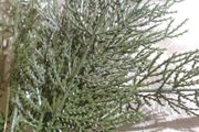 artificial plant