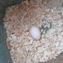 buff orpington hatching eggs Image 5