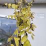 Black Walnut Tree Image 2