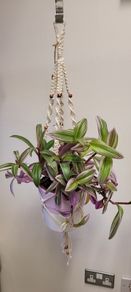 Indoor Plant Hangers
