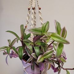 Indoor Plant Hangers