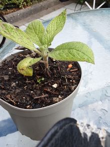 Eckium plant