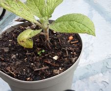 Eckium plant