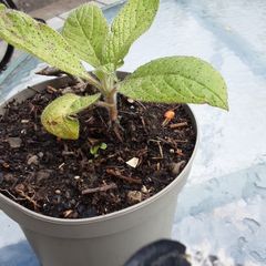 Eckium plant