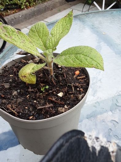 Eckium plant