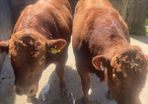 2 hybrid bulls