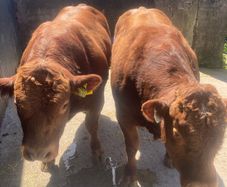 2 hybrid bulls