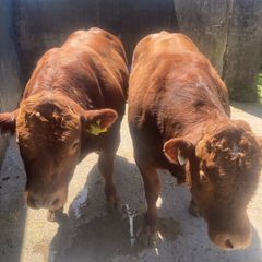 2 hybrid bulls