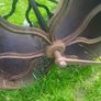 Victorian lawn roller Image 3