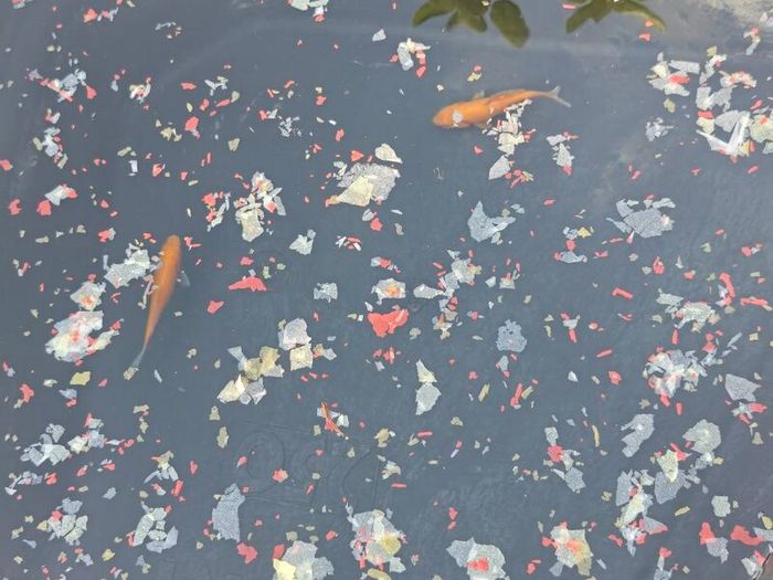 fish pond
